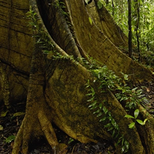 Buttress Roots Rain Forest Understory Yasuni National Park Biosphere Reserve
