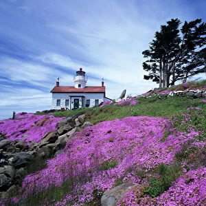 CA, Crescent City, Battery Point lighthouse with ice plant in bloom, built in 1856