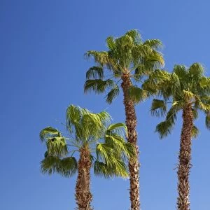 CA, Indio, fan palm trees