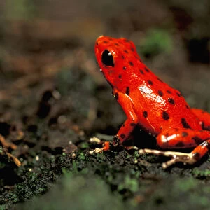 CA, Panama, Barro Colorado Island red poison dart frog from Bocas del Toro (Dendrobates