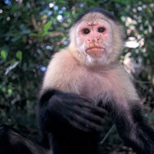 CA, Panama, Barro Colorado Island white face monkey portrait (Cebus capucinus)