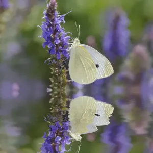 Cabbage White Butterfly and reflection, Pieris rapae, Louisville, Kentucky