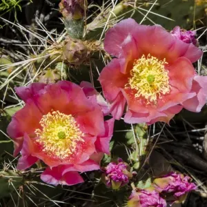 Cactus flowers, Capitol Reef National Park, Utah, USA
