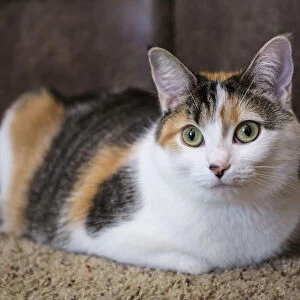 Calico cat relaxing on a carpeted floor. (PR)