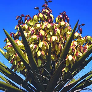 California; CA; Yucca Wildflowers in Torrey Pines State Park