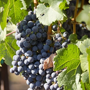 California, Napa Valley Wine Country. Wine vineyard, Fall crush season"