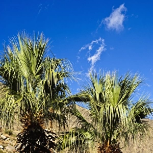 California, Palm Springs. Desert palms