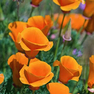 California Poppies (Eschscholzia californica), Antelope Valley, California USA
