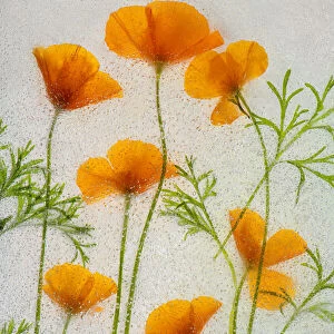 California poppies in ice