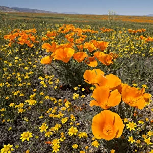 California poppy, Antelope Valley California Poppy Reserve State Natural Reserve