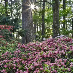 Callaway Gardens Sunburst Azaleas Print Callaway Gardens Sunburst Azaleas Print