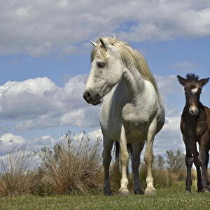 Camargue horse foal with mother, Camargue region of southern France