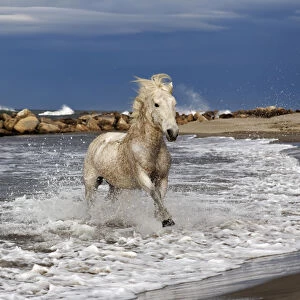 Camargue horse running out of surf, southern France