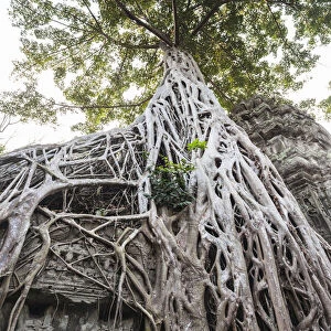 Cambodia, Angkor. Ta Prohm tree
