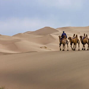 Camel Caravan in the Dunes. Gobi Desert. Mongolia
