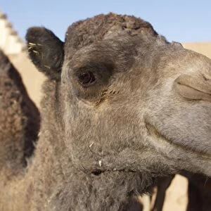 Camel, Morocco