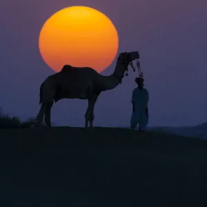 Camel and person at sunset, Thar Desert, Rajasthan, India