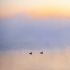 Canada, Alberta. Grebes in morning fog on Sturgeon Lake