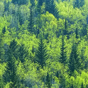 Canada, Alberta, Jasper National Park. Spring foliage in mountainside forest