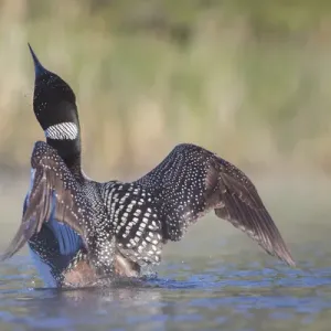 Canada, British Columbia. Adult Common Loon (Gavia immer) in breeding plumage flaps Canada, British Columbia. Adult Common Loon (Gavia immer) in breeding plumage flaps