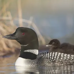 Canada, British Columbia. Adult Common Loon (Gavia immer) floats with a chick Canada, British Columbia. Adult Common Loon (Gavia immer) floats with a chick