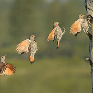 Canada, British Columbia. Adult male Northern Flicker (Colaptes auratus) flies to
