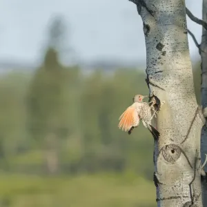 Canada, British Columbia. Adult male Northern Flicker (Colaptes auratus) flies to Canada, British Columbia. Adult male Northern Flicker (Colaptes auratus) flies to