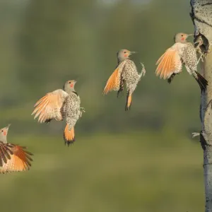 Canada, British Columbia. Adult male Northern Flicker (Colaptes auratus) flies to Canada, British Columbia. Adult male Northern Flicker (Colaptes auratus) flies to