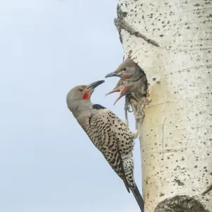 Canada, British Columbia. Adult male Northern Flicker (Colaptes auratus) at nesthole Canada, British Columbia. Adult male Northern Flicker (Colaptes auratus) at nesthole