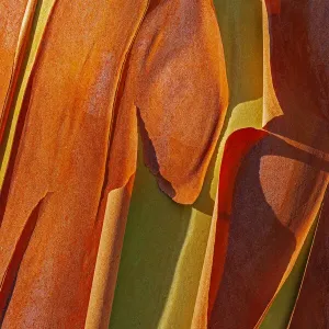 Canada, British Columbia. Bark detail of madrone tree bark peels