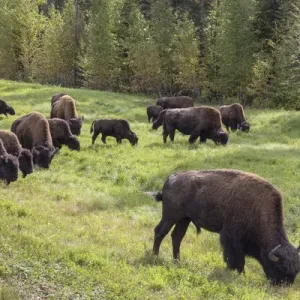 Canada, British Columbia. Bison grazing on grass Canada, British Columbia. Bison grazing on grass