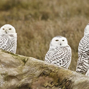 Canada, British Columbia, Boundary Bay, group of four Snowy Owls (Nyctea scandiaca)