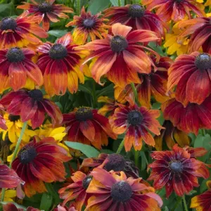 Canada, British Columbia, Chetwynd. Close-up of rudbeckia flowers Canada, British Columbia, Chetwynd. Close-up of rudbeckia flowers
