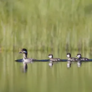 British Columbia Bufflehead Print British Columbia Bufflehead Print