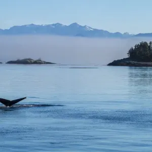Canada, British Columbia. Humpback whales tale as it dives in the waters of Canada, British Columbia. Humpback whales tale as it dives in the waters of