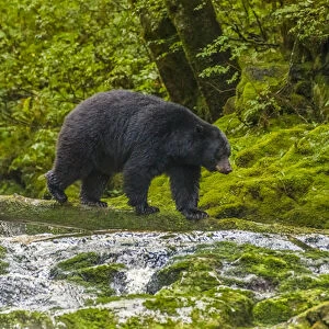 Canada, British Columbia, Inside Passage. Black bear fishing on Qua Creek. Credit as