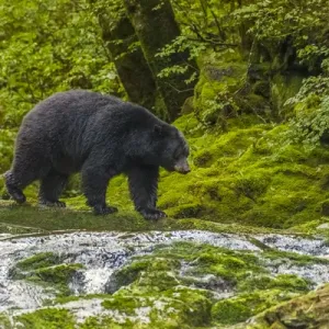 Canada, British Columbia, Inside Passage. Black bear fishing on Qua Creek. Credit as Canada, British Columbia, Inside Passage. Black bear fishing on Qua Creek. Credit as