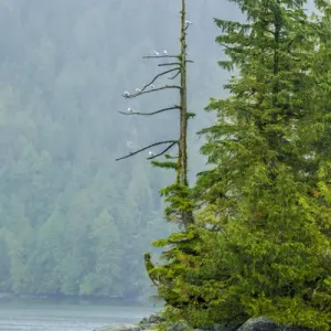 Inside Passage Print, British Columbia Landscape Inside Passage Print, British Columbia Landscape