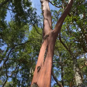 Russell Island Arbutus Tree Print Russell Island Arbutus Tree Print