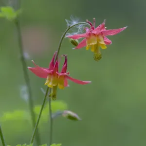 Canada, British Columbia. Sitka columbine flower Canada, British Columbia. Sitka columbine flower