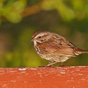 Canada, British Columbia, Song Sparrow (Melospiza melodia) on bridge raining, on cattail