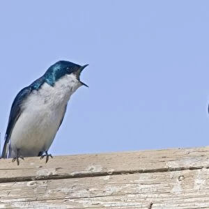 Canada, British Columbia, Tree Swallows (Tachycineta bicolor) pair perched on bird house