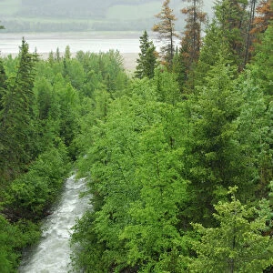 Canada: British Columbia, Valemount, Kinbasket Lake Reservoir, Cache Creek, trees