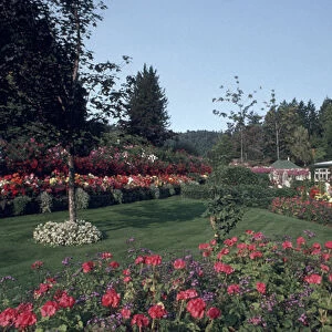 Canada, British Columbia, Victoria Flowers at Butchart Gardens