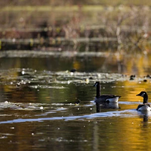 Canada Geese at the Ewell Reservation in Rowley Massachusetts USA