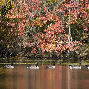 Canada Geese and fall reflections in Upper Mill Pond at the Ewell Reservation in Rowley