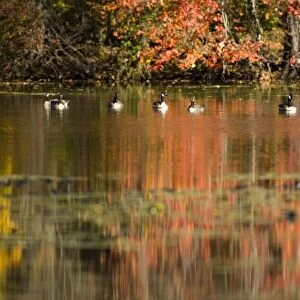 Canada Geese and fall reflections in Upper Mill Pond at the Ewell Reservation in Rowley