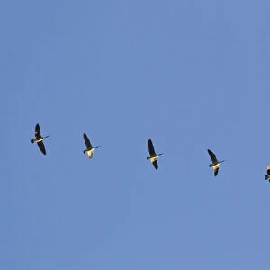 Canada Geese fly in formation in a blue sky