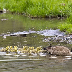 Canada geese with large group of goslings at Starved Rock State Park near Utica, Illinois