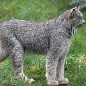 Canada Lynx Print Canada Lynx Print
